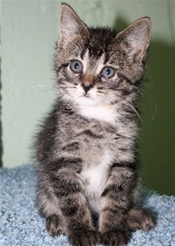 Photo of a little gray and white kitten sitting on a shag rug